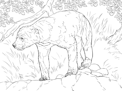 Realistic Sun Bear Coloring Page